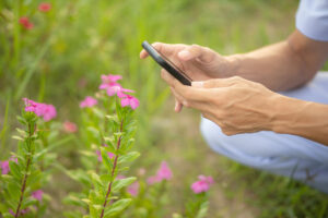 Person hockt auf Wiese und fotographiert eine Blume mit dem Smartphone
