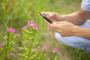 Flora Incognita – Das elektronische Pflanzenlexikon