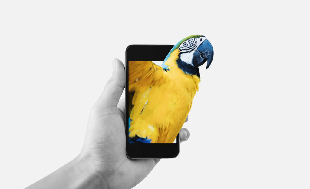 Vogel kommt aus dem Smartphone raus